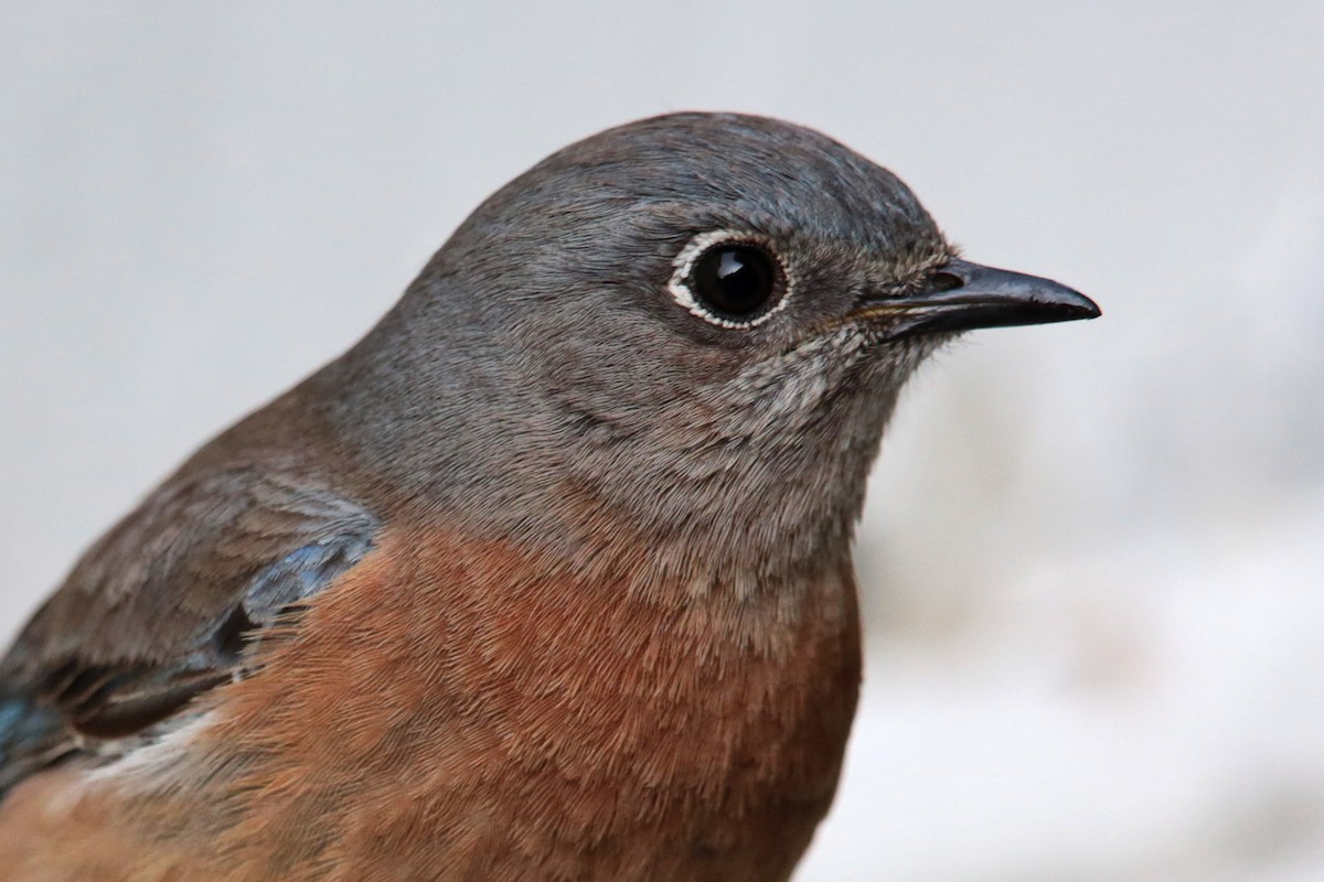 Western Bluebird - ML96476431