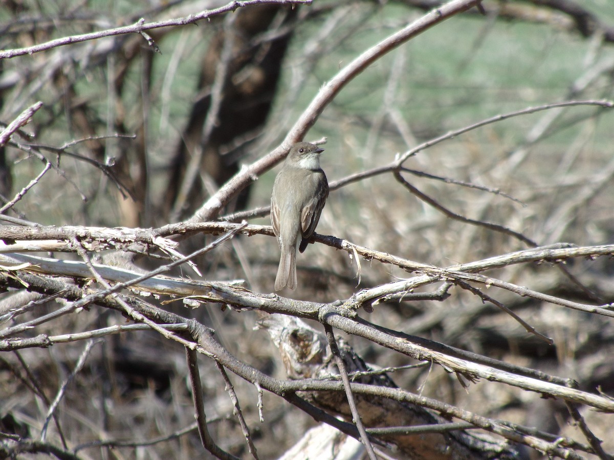 Eastern Phoebe - ML96476491