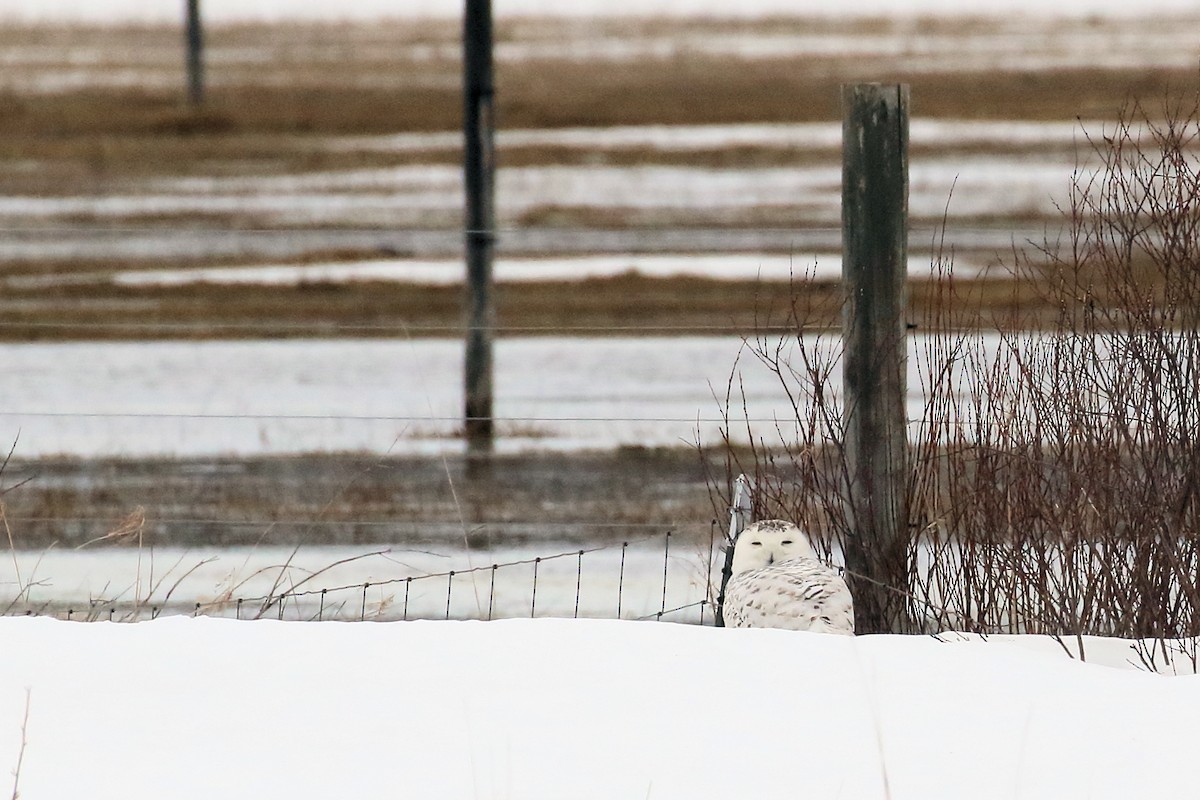 Snowy Owl - ML96477371