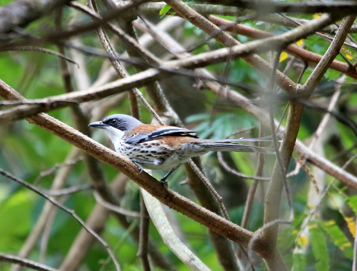 Gray-crowned Crocias - John Drummond