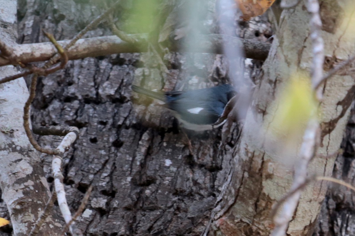 Black-throated Blue Warbler - ML96479361