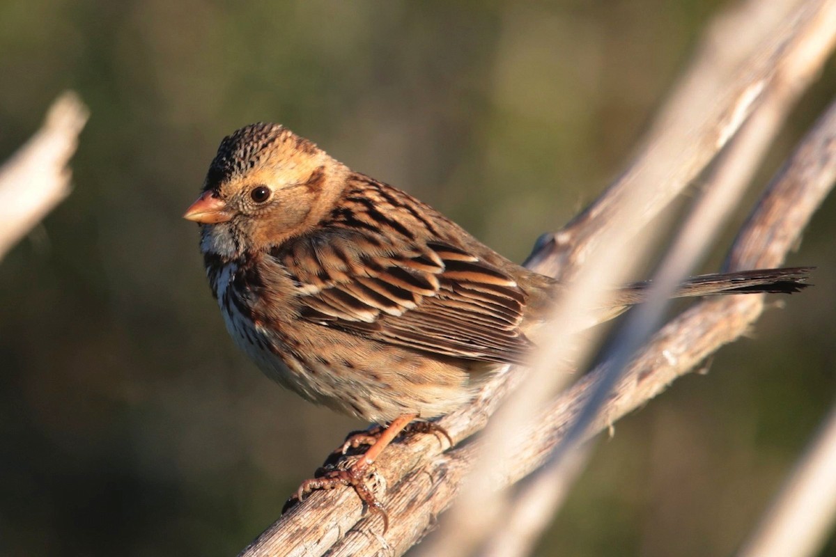 Harris's Sparrow - Aaron Maizlish