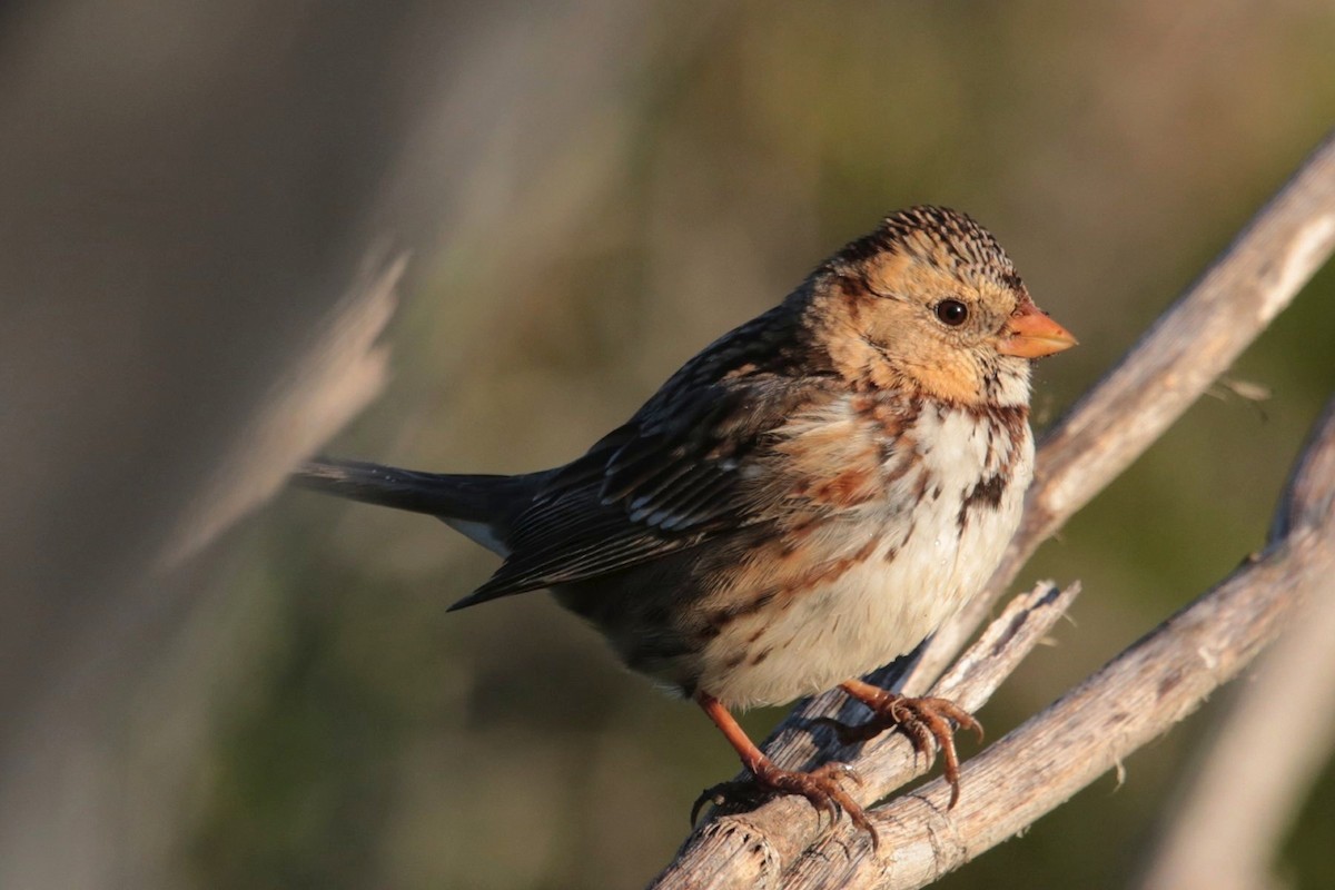 Harris's Sparrow - Aaron Maizlish