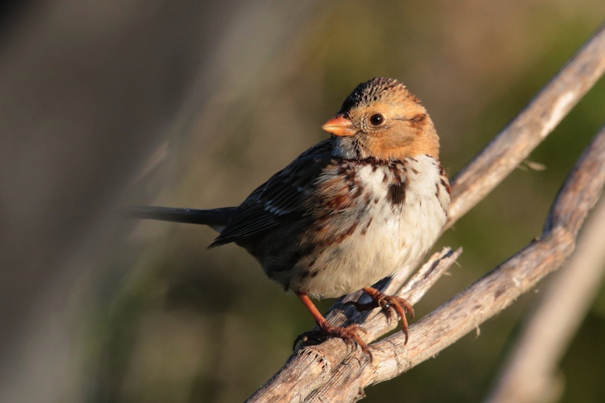 Harris's Sparrow - ML96480161