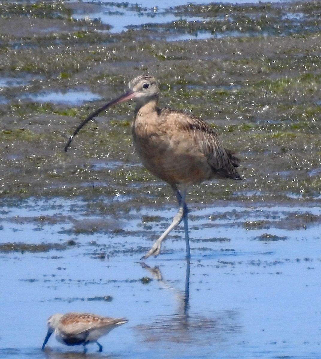 Long-billed Curlew - Linda Thomas