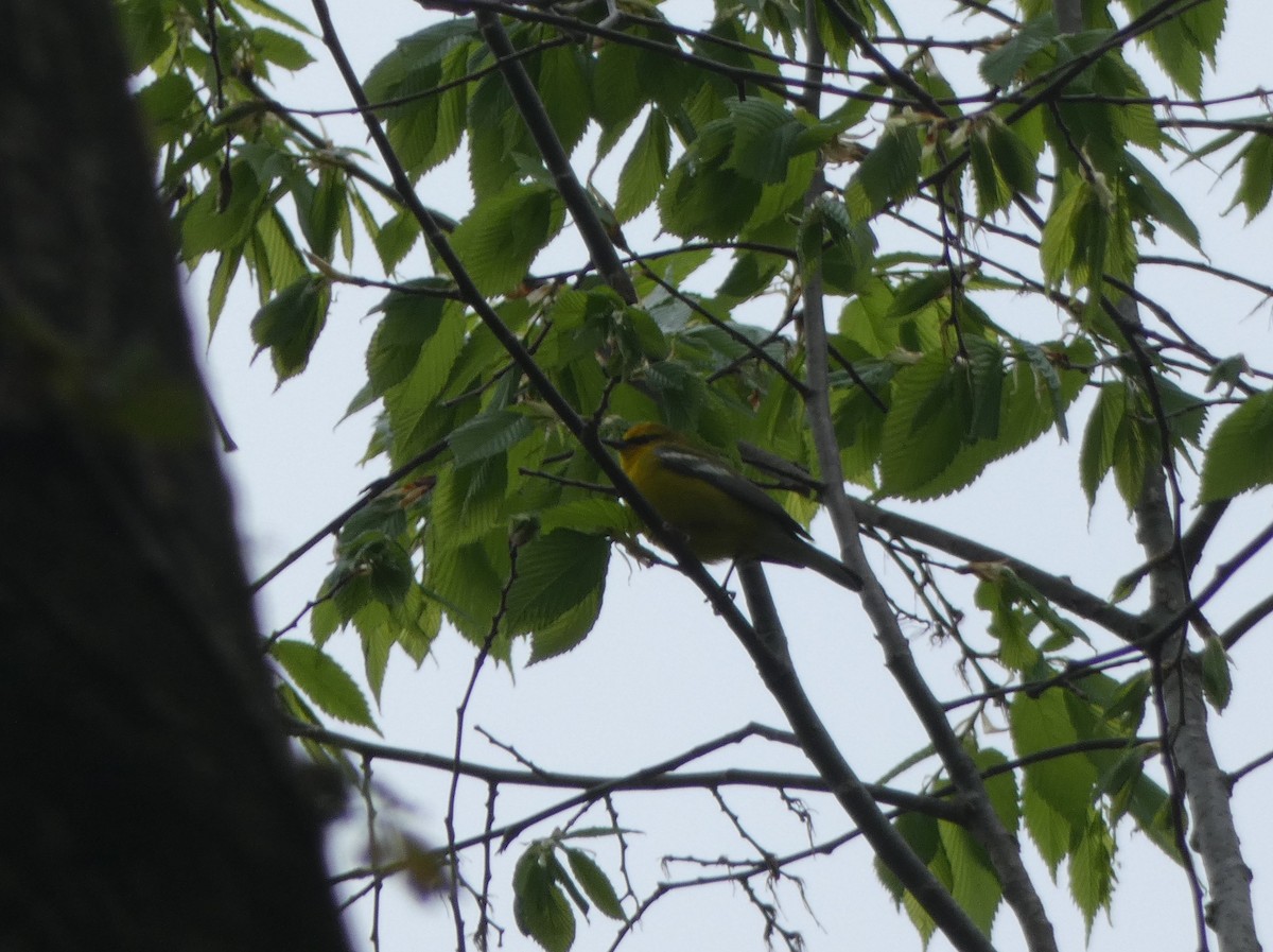 Blue-winged Warbler - ML96481601