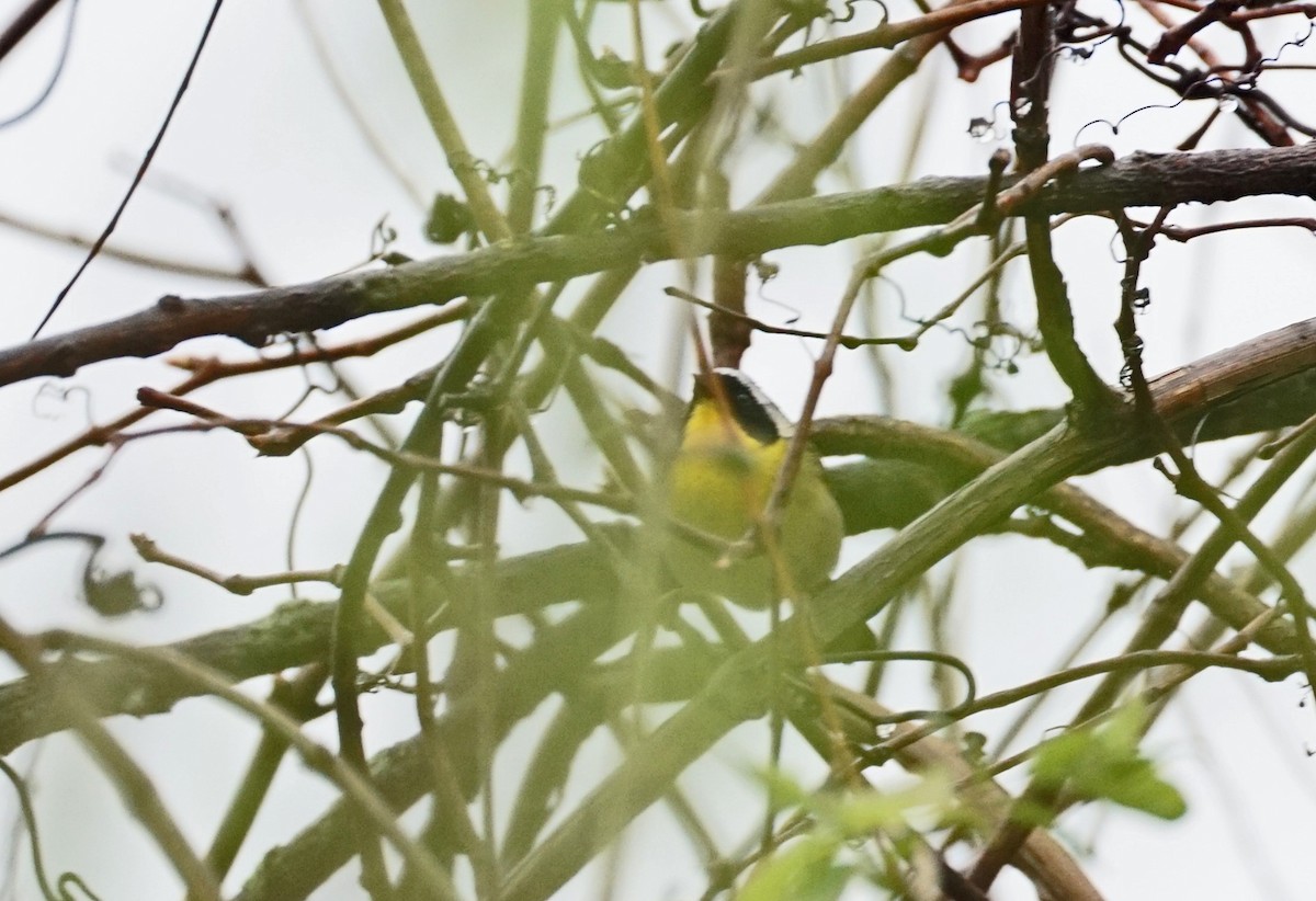 Common Yellowthroat - ML96481731