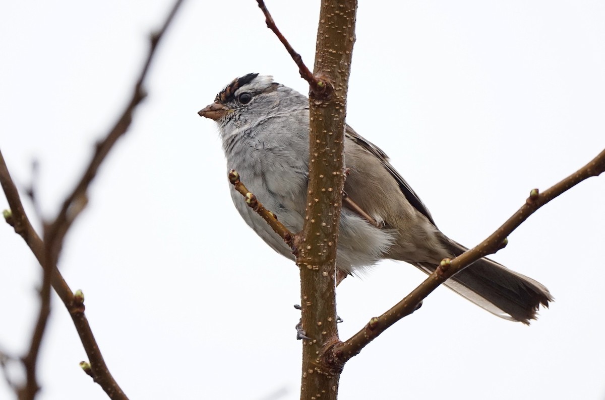 White-crowned Sparrow - John Daniel