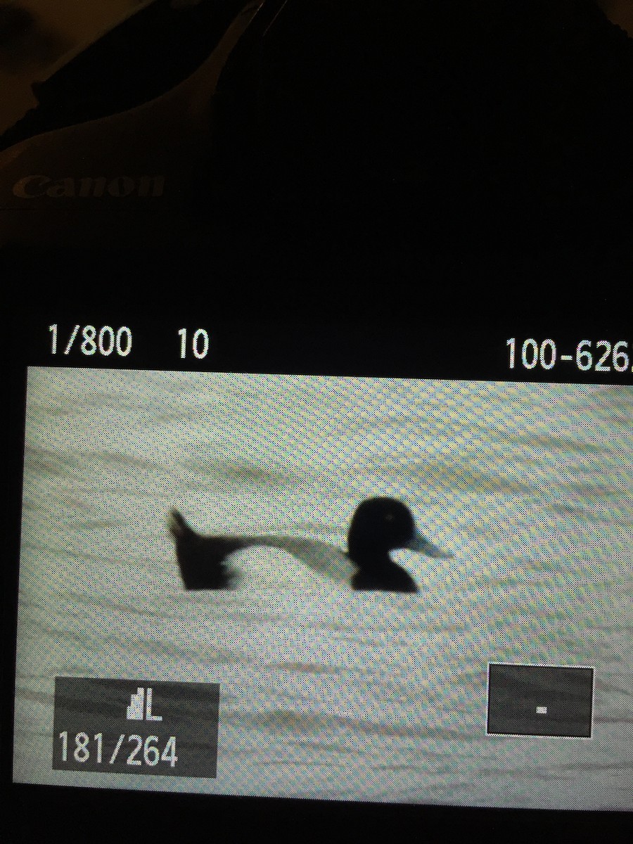 Lesser Scaup - ML96481991