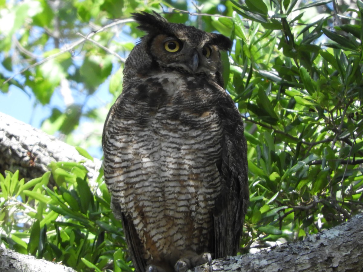 Great Horned Owl - ML96482491