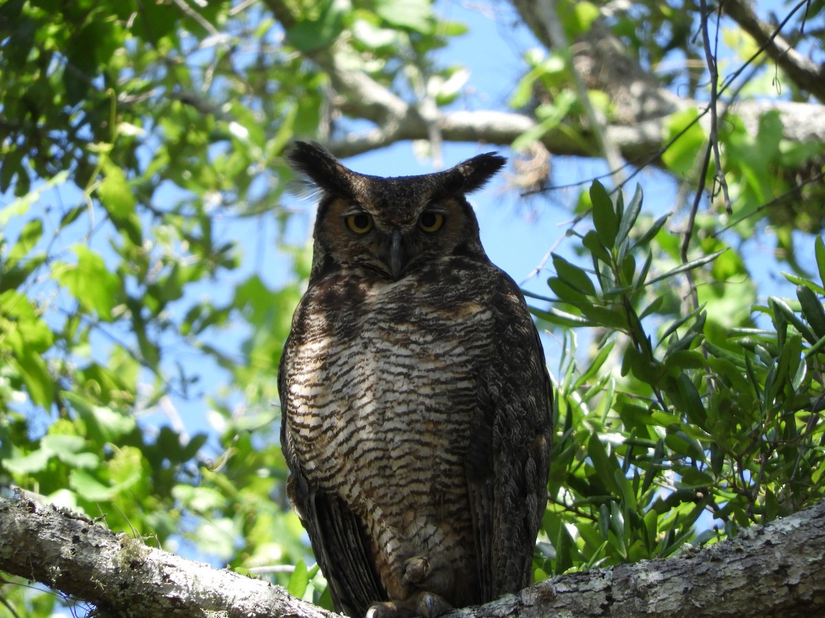 Great Horned Owl - ML96482511