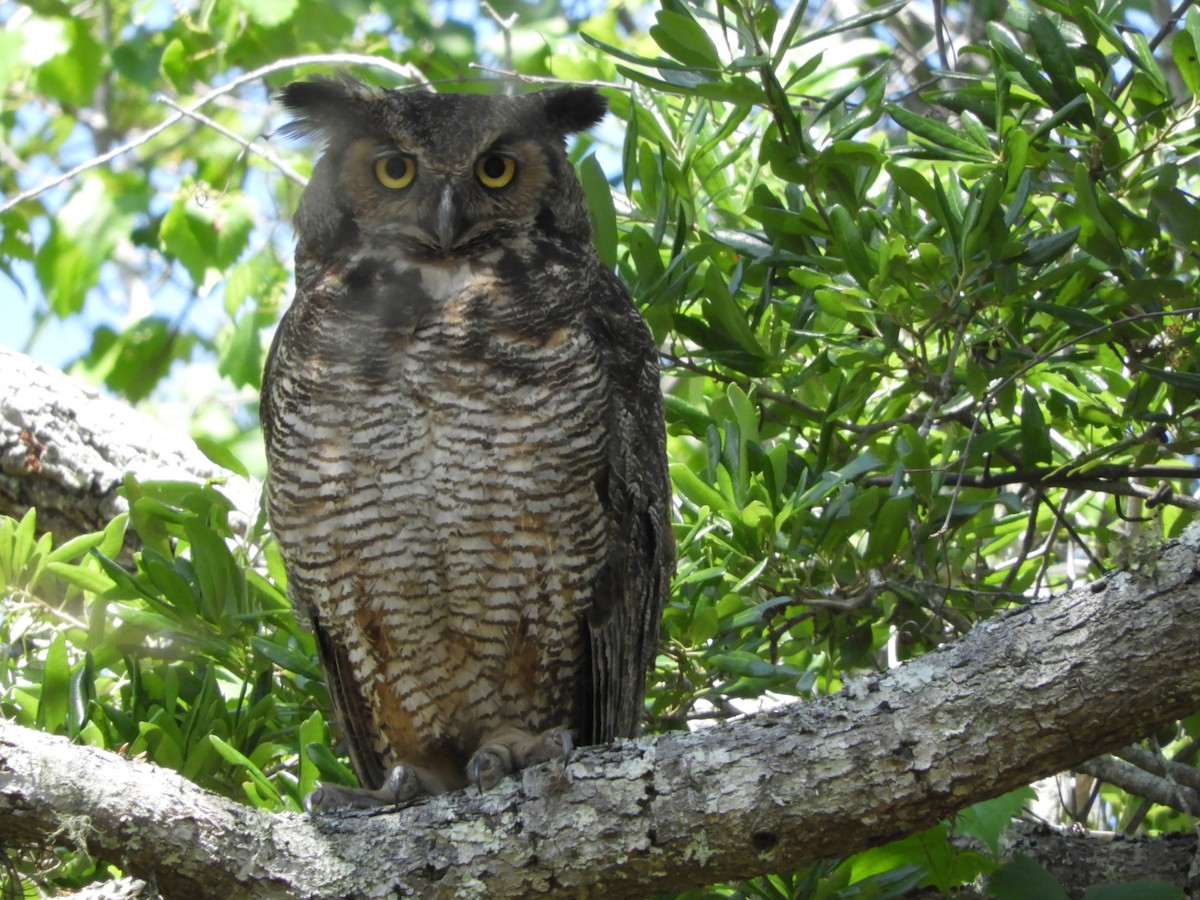 Great Horned Owl - ML96482521