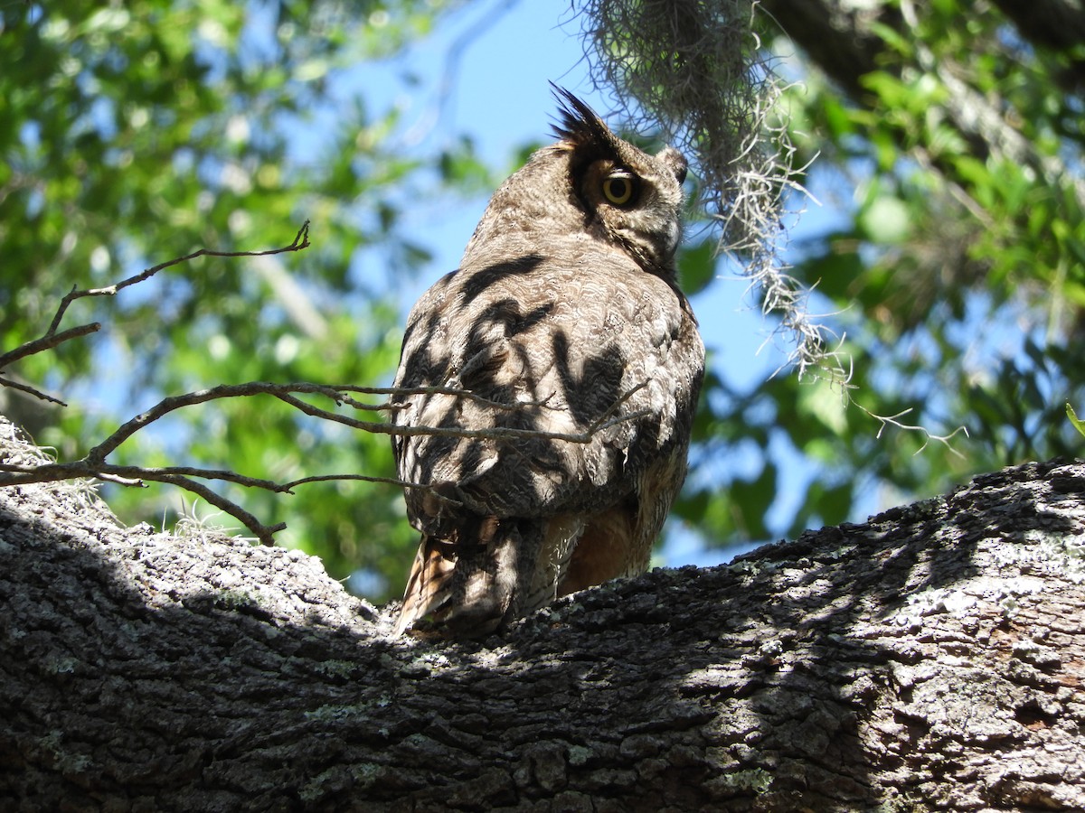 Great Horned Owl - ML96482541