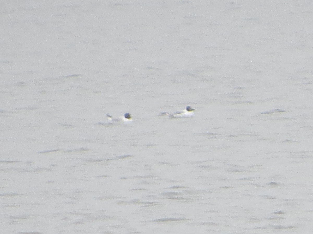 Bonaparte's Gull - Alan Boyd