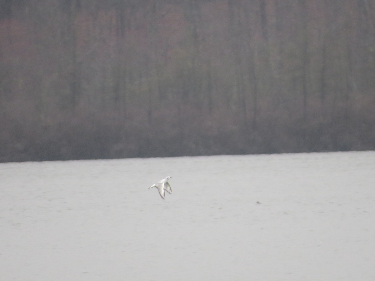 Bonaparte's Gull - ML96482681