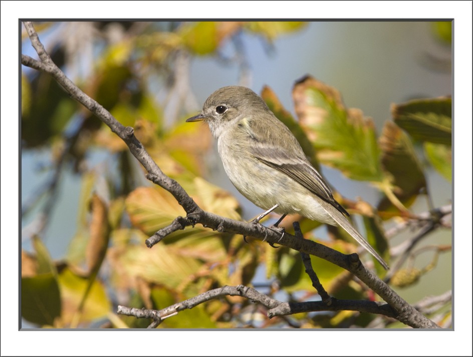 Gray Flycatcher - ML96483001