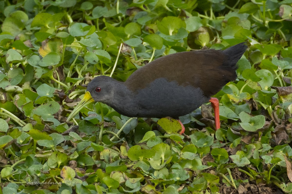 Blackish Rail - ML96483561