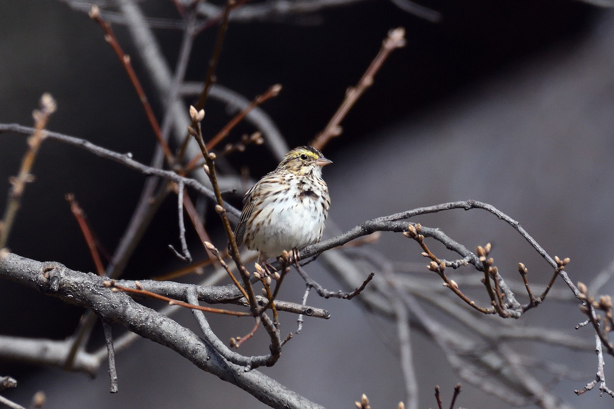 Savannah Sparrow - ML96484911