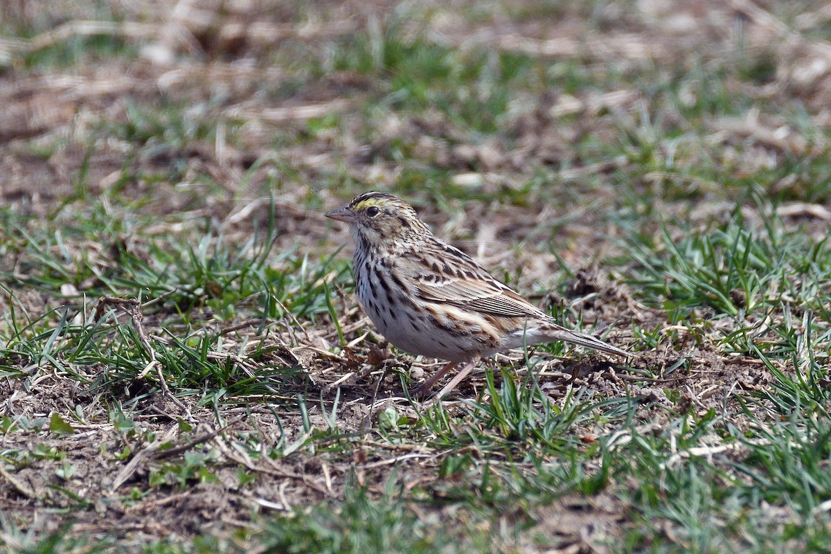 Savannah Sparrow - ML96484951