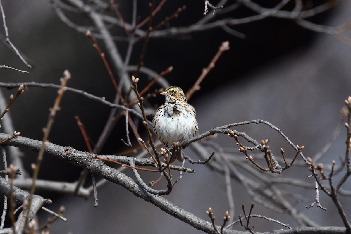 Savannah Sparrow - ML96484961