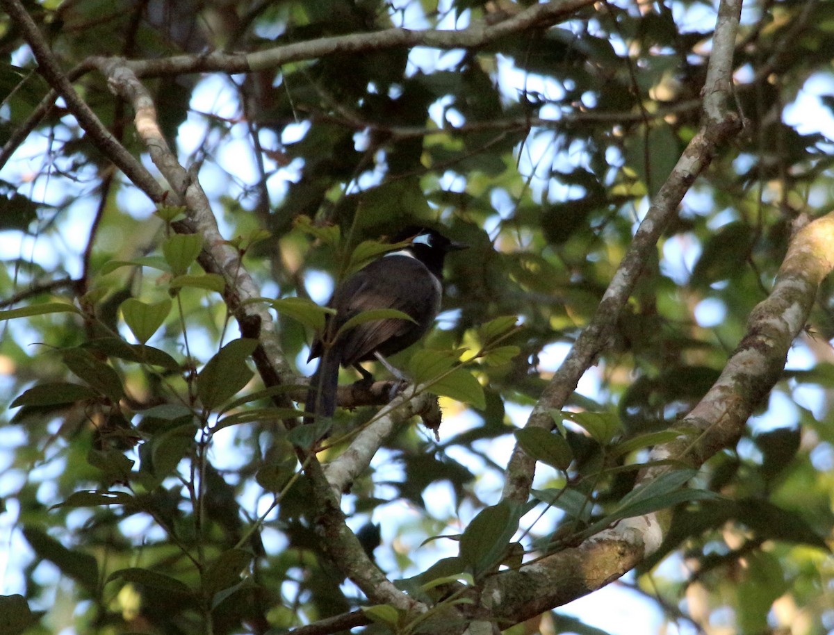 Black-hooded Laughingthrush - John Drummond