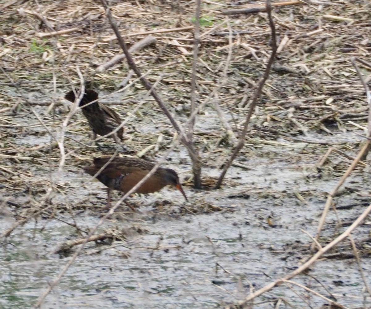 Virginia Rail - ML96486851