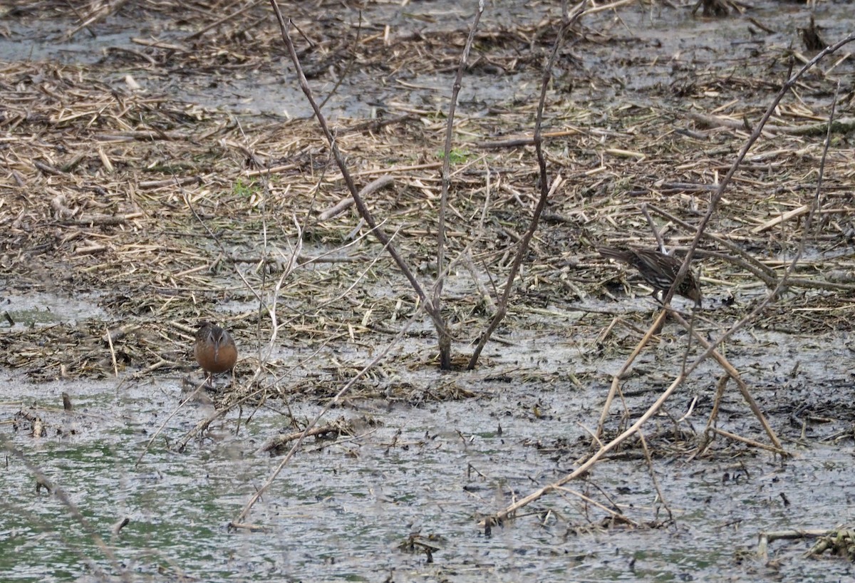 Virginia Rail - ML96486951