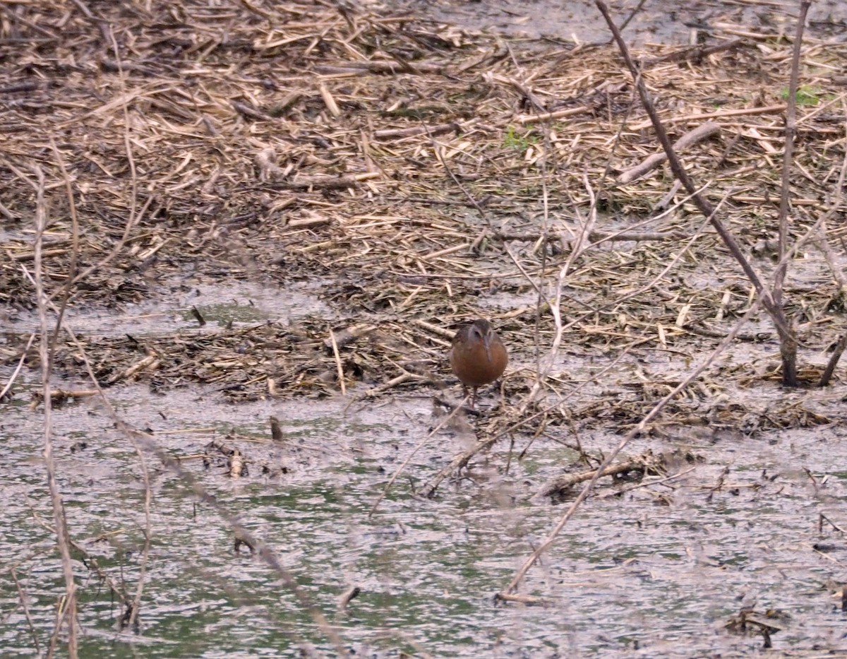 Virginia Rail - ML96486981