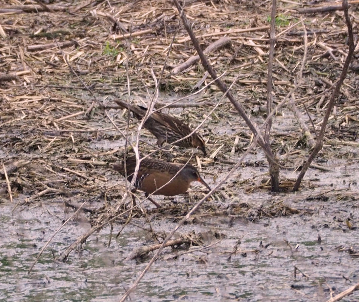 Virginia Rail - ML96486991