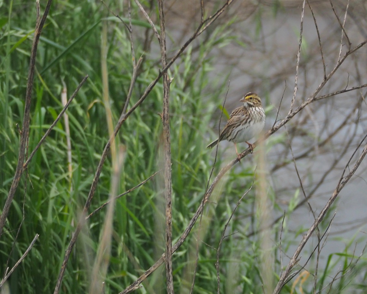 Savannah Sparrow - ML96487381