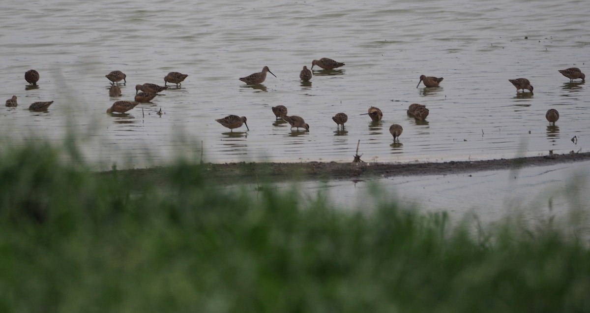 Long-billed Dowitcher - ML96487441