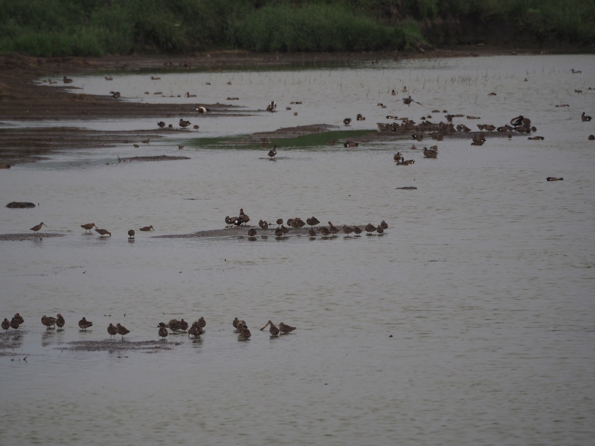 Short-billed/Long-billed Dowitcher - ML96487461