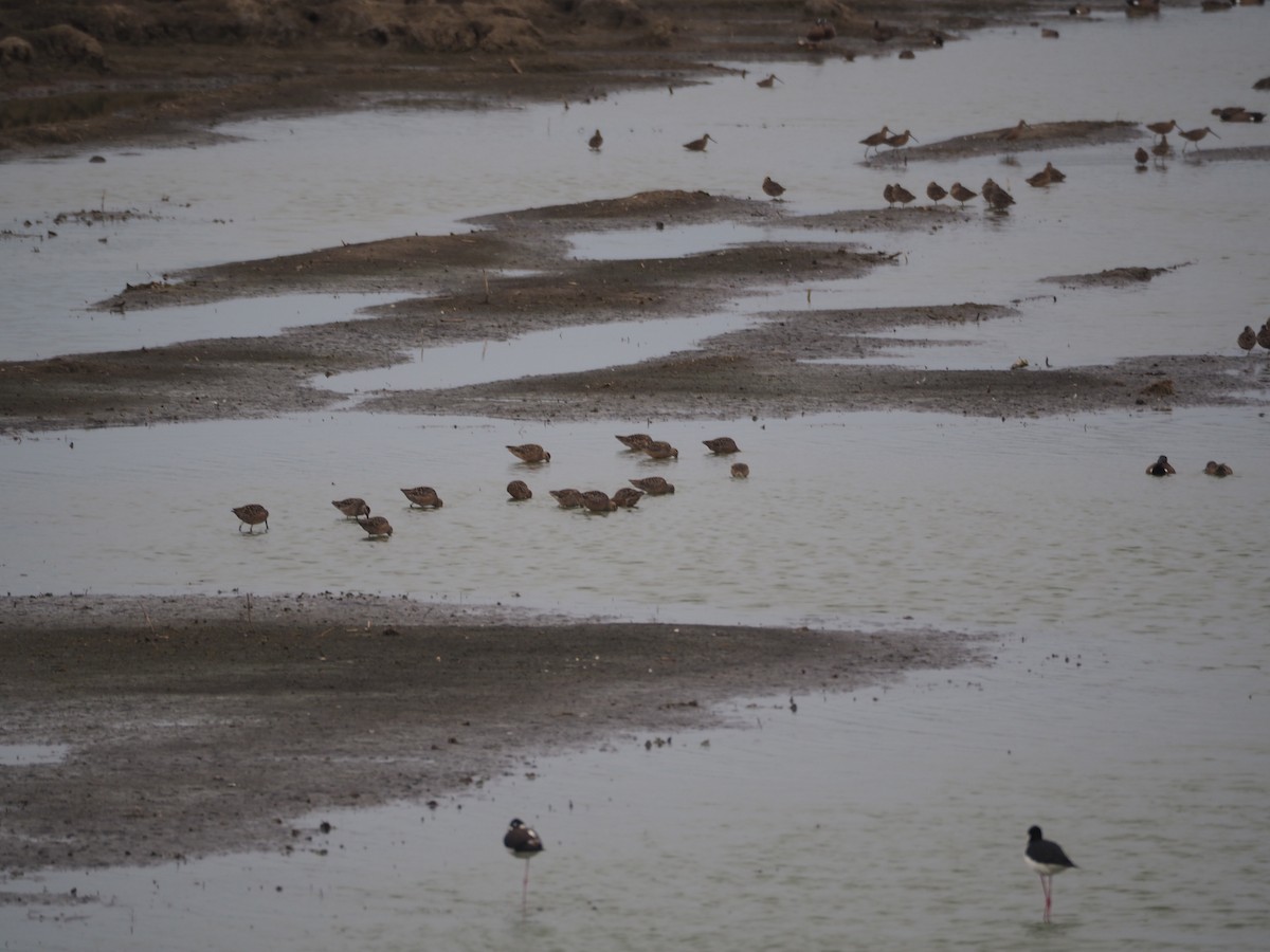 Short-billed/Long-billed Dowitcher - ML96487471