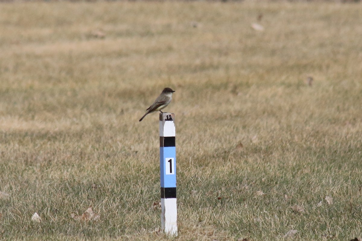 Eastern Phoebe - ML96491641