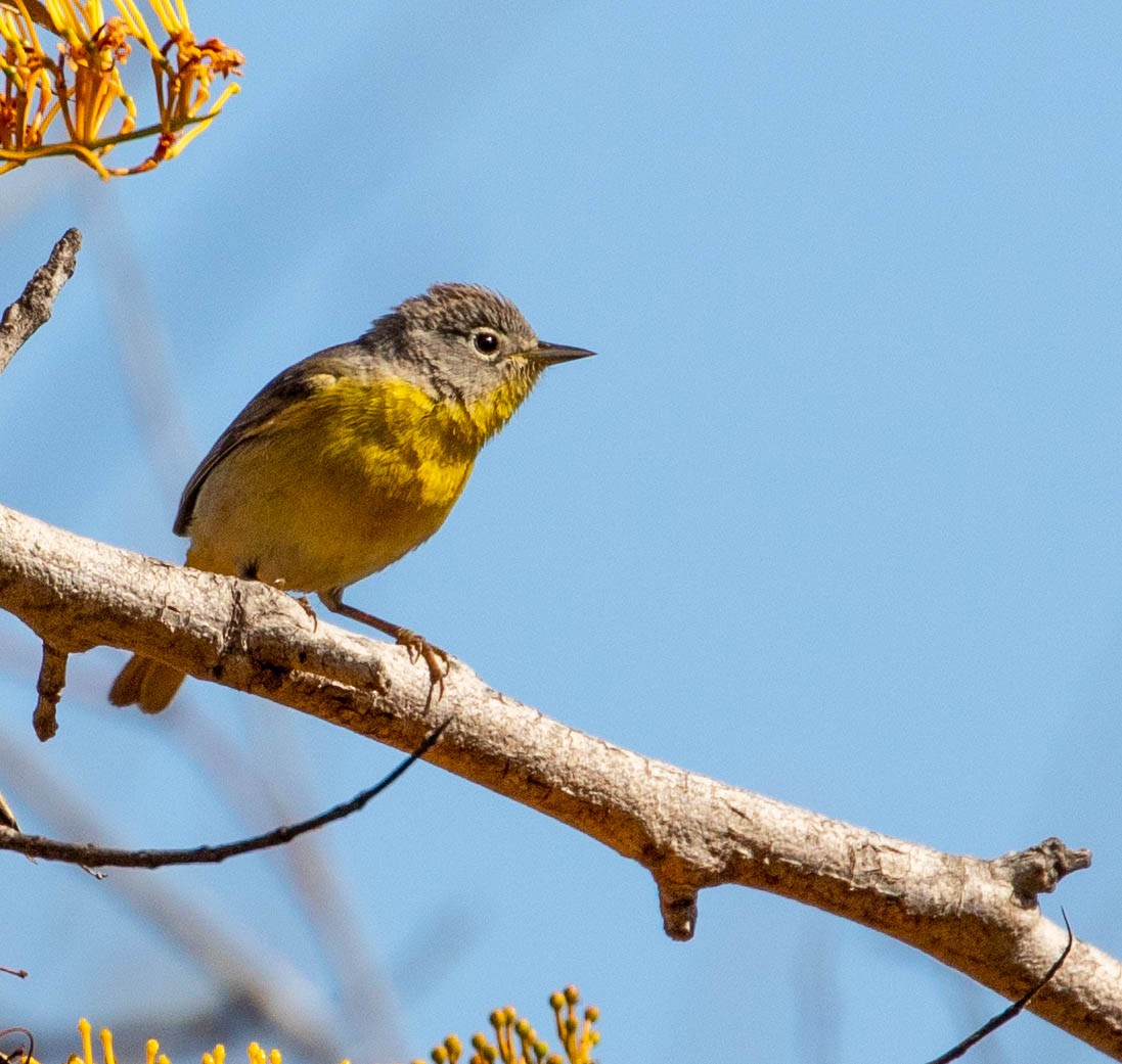 Paruline à joues grises - ML96491791