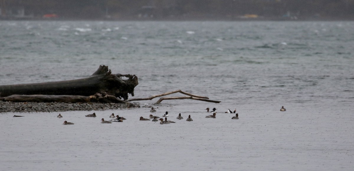 Red-breasted Merganser - ML96491901