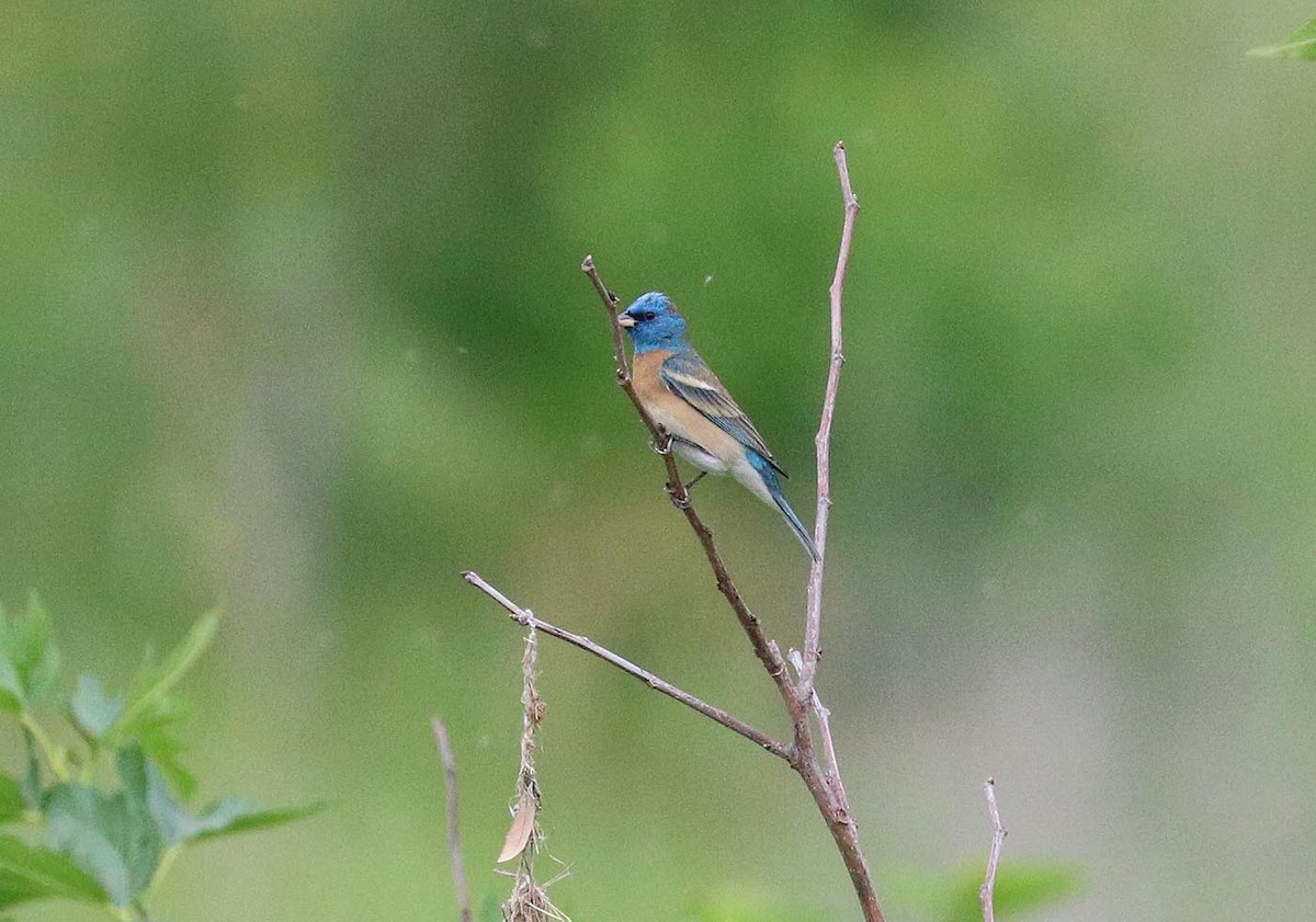 Lazuli Bunting - Martin Reid