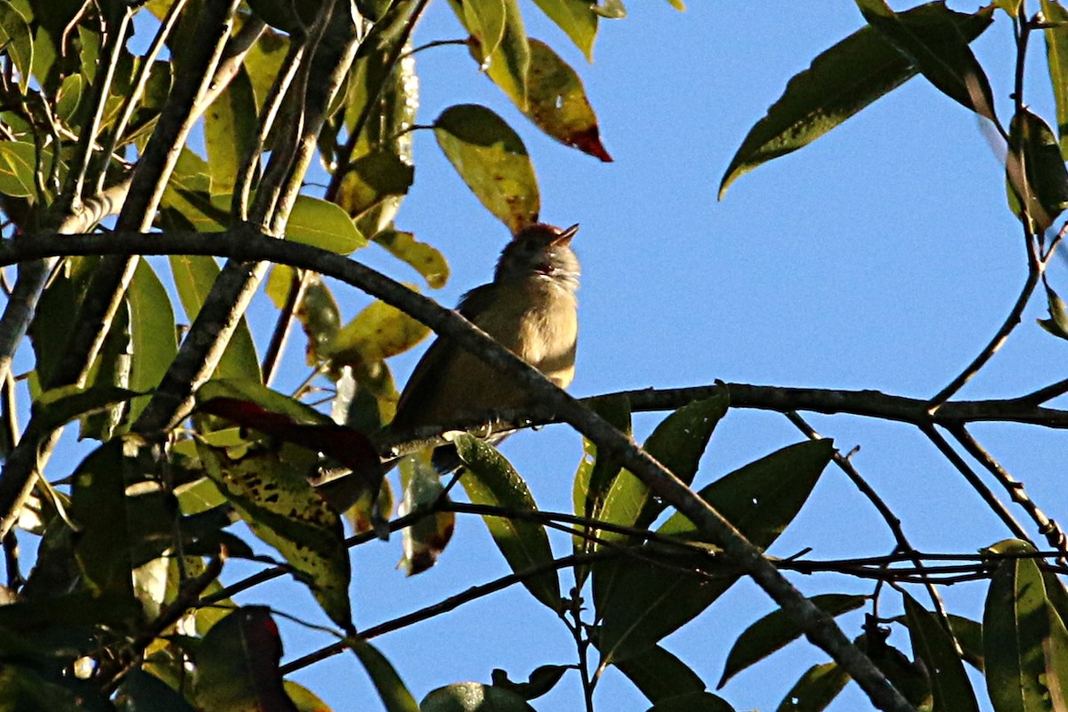 Rufous-crowned Greenlet - Leith Woodall