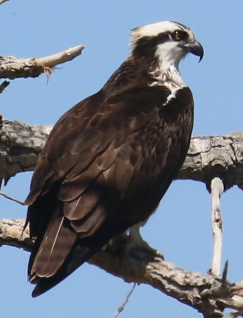 Osprey - ML96495741