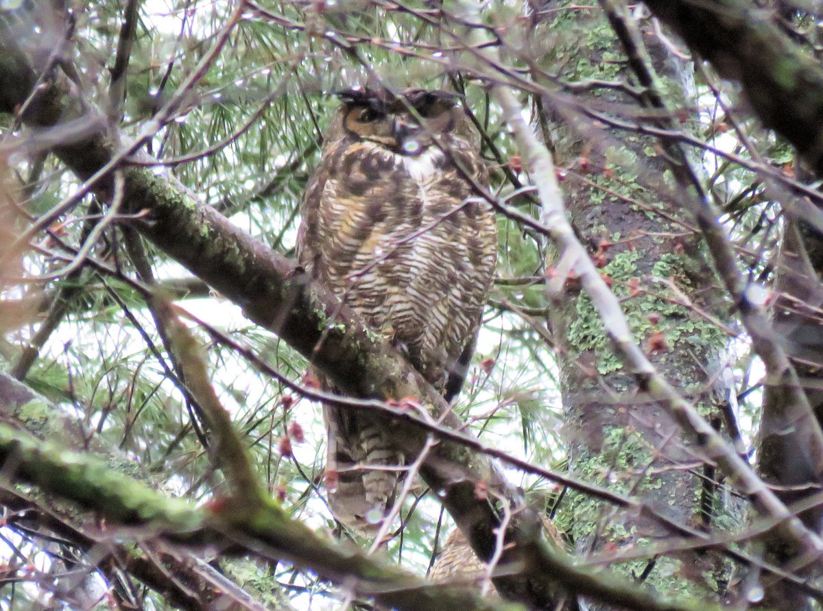 Great Horned Owl - ML96499101