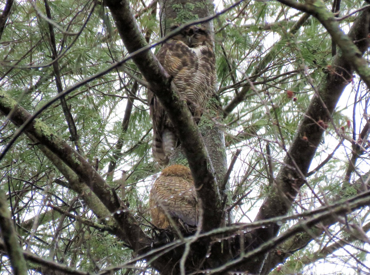 Great Horned Owl - ML96499121