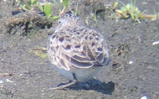 Semipalmated Sandpiper - ML96499251