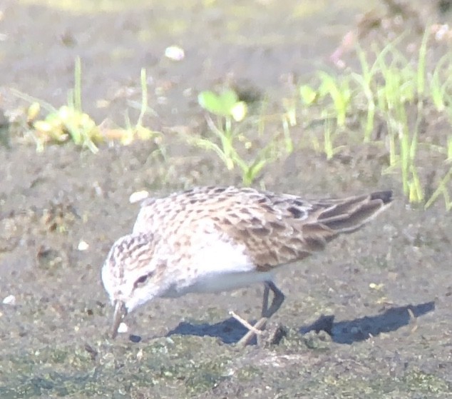 Semipalmated Sandpiper - ML96499261