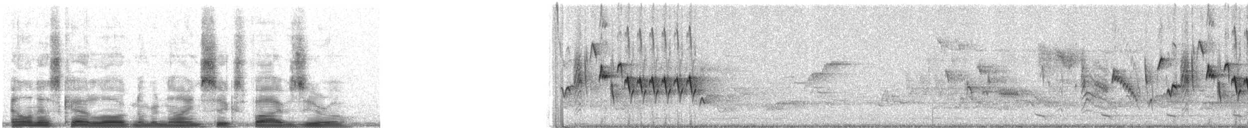 Northern House Wren (Brown-throated) - ML9650