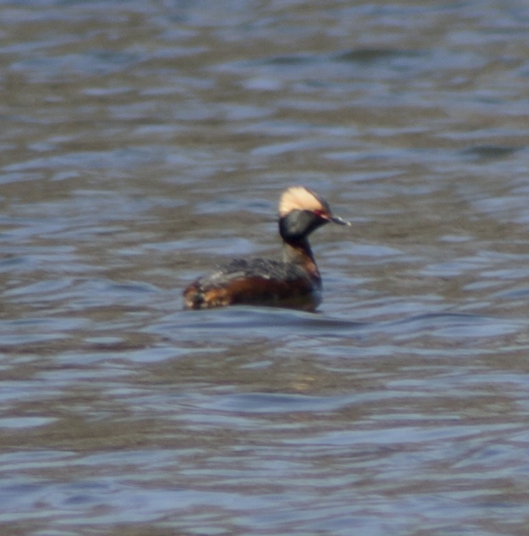 Horned Grebe - ML96501101