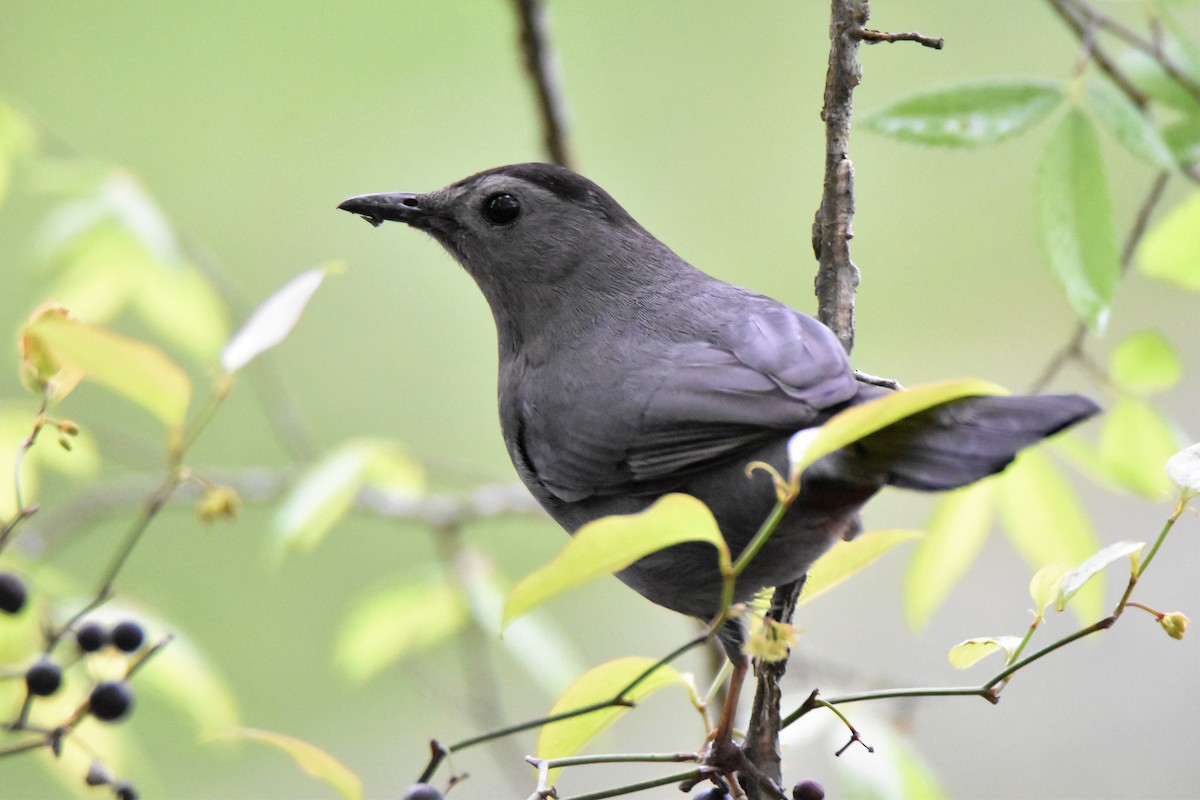 Gray Catbird - ML96502311