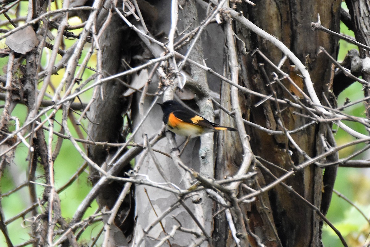 American Redstart - ML96502501