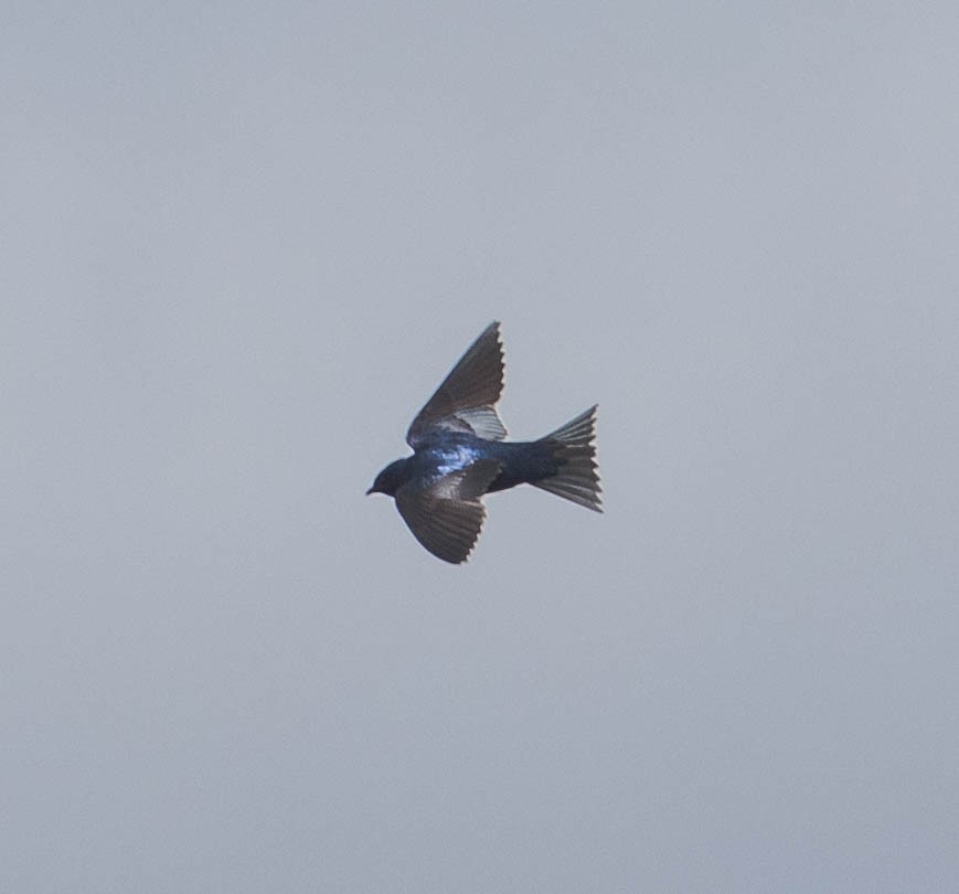 Purple Martin - ML96503521