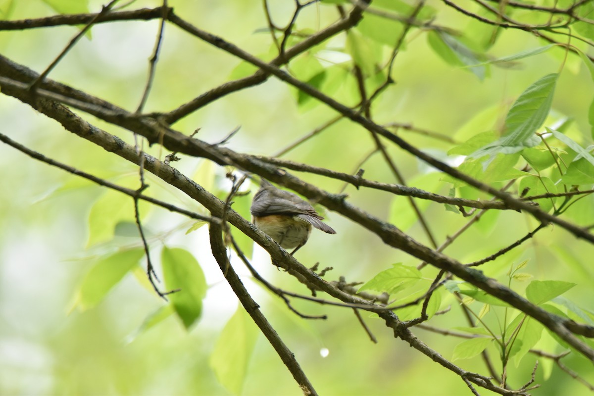Tufted Titmouse - ML96503571