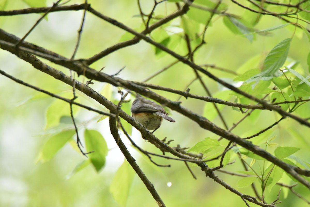 Tufted Titmouse - ML96503571